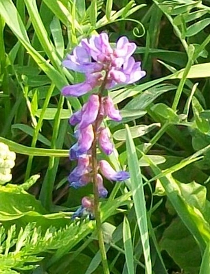 fiori rosa-viola - Vicia sp.